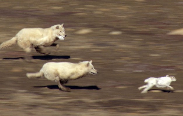 Ảnh cắt từ clip.