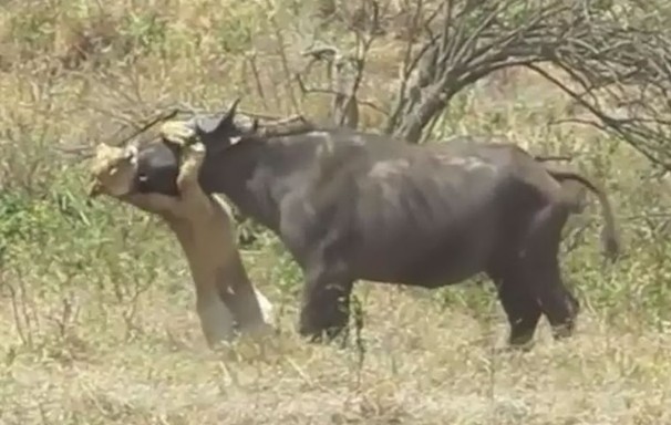 Ảnh cắt từ clip.