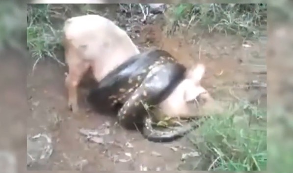 Ảnh cắt từ clip.