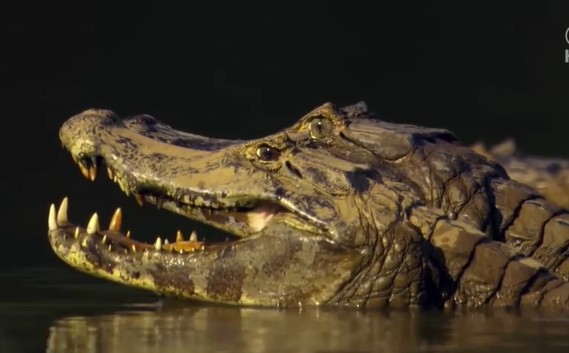 Ảnh cắt từ clip.