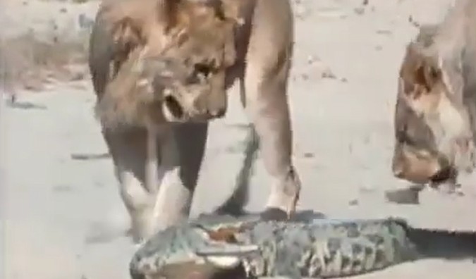 Ảnh cắt từ clip.