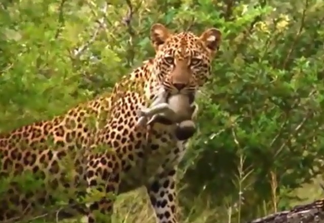 Ảnh cắt tử clip.