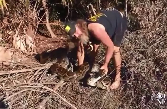 Con trăn lớn bị tóm gọn.