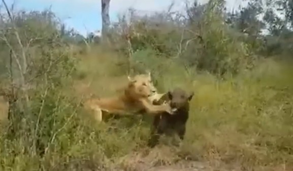 Ảnh cắt tử clip.