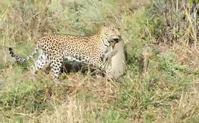 Báo hoa mai hạ sát mèo hoang.