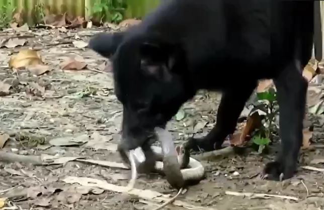 Ảnh cắt từ clip.