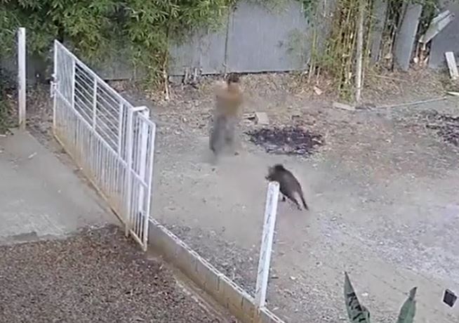 Ảnh cắt từ clip.