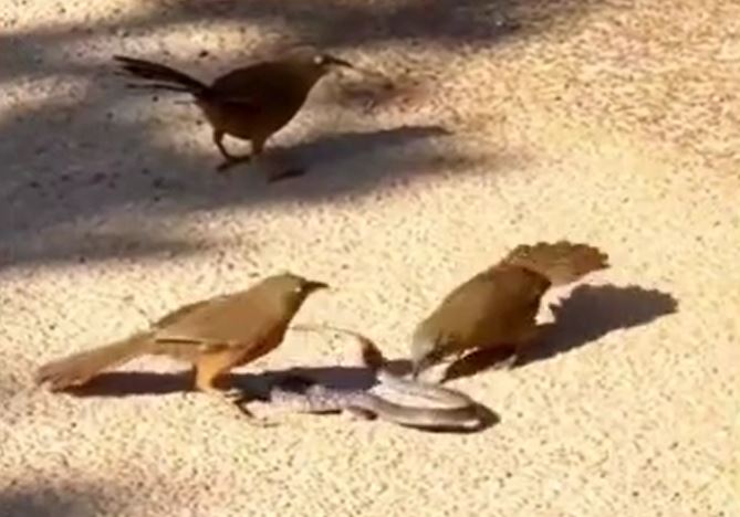 Ảnh cắt từ clip.