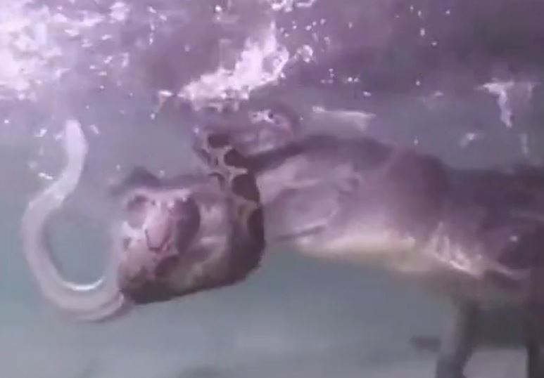 Ảnh cắt từ clip.