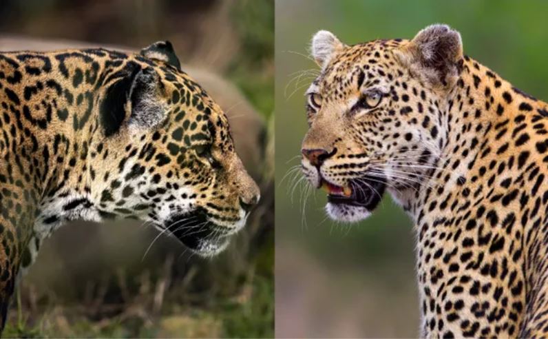 Bạn có thể phát hiện ra sự khác biệt giữa một con báo đốm (trái) và một con báo hoa mai (phải) không? Ảnh: Getty.