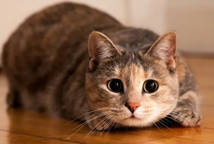 Ảnh: Shutterstock.