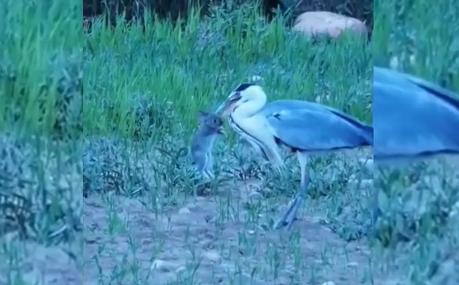 Ảnh cắt từ clip.