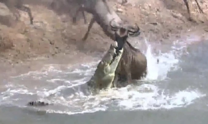 Ảnh cắt từ clip.