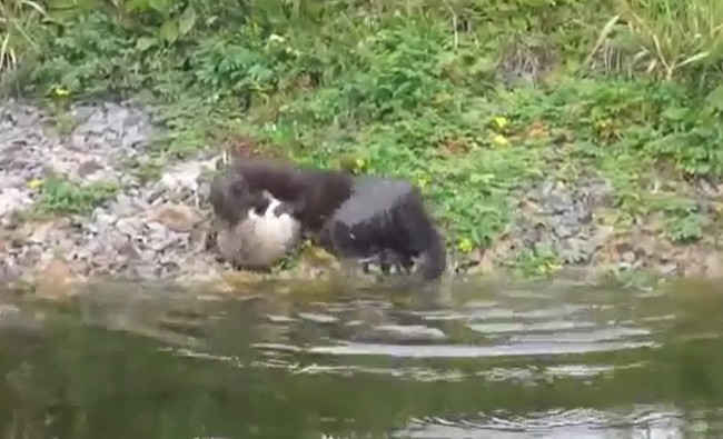 Ảnh cắt từ clip.