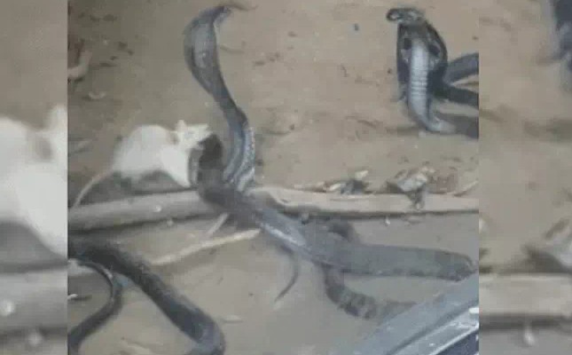 Ảnh cắt từ clip.