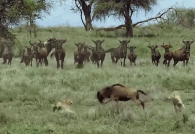 Ảnh cắt từ clip.