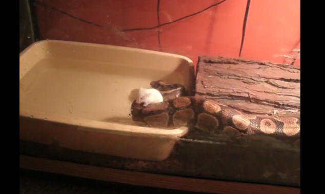 Ảnh cắt từ clip.