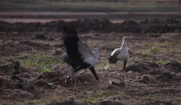 Ảnh cắt từ clip.