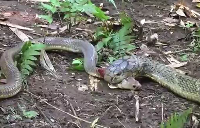 Ảnh cắt từ clip.