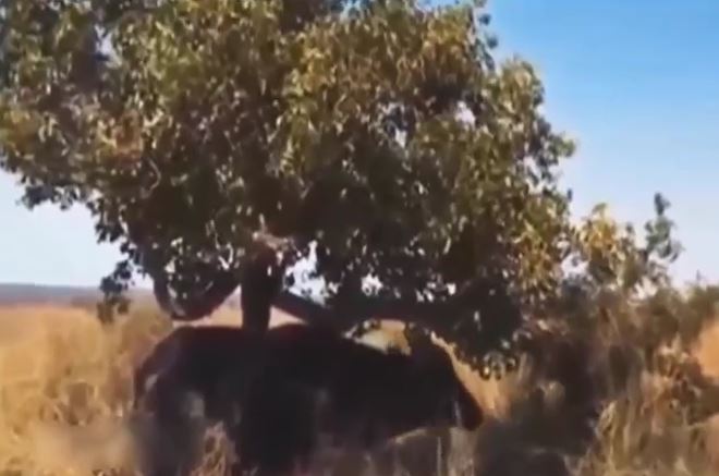 Ảnh cắt từ clip.