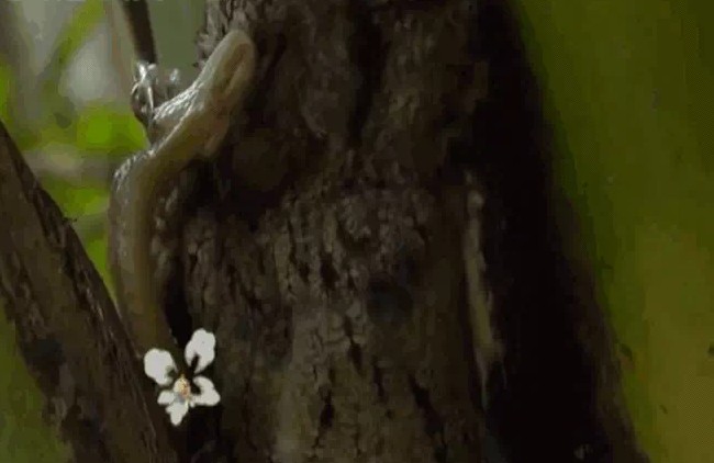 Ảnh cắt từ clip.