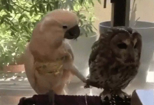 Ảnh cắt từ clip.