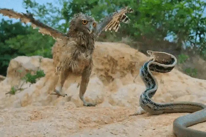 Ảnh cắt từ clip.