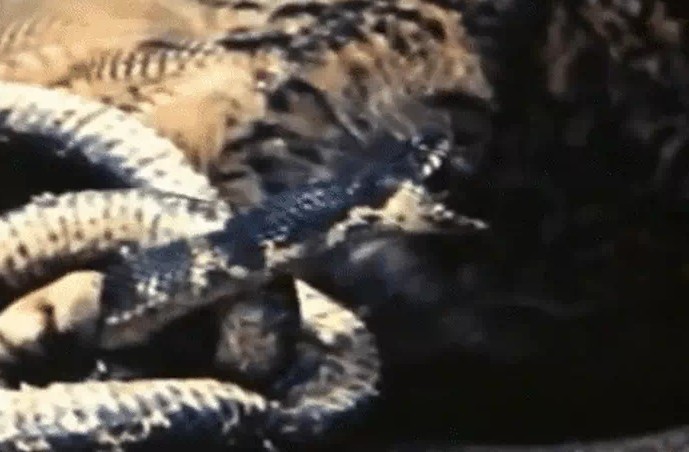 Ảnh cắt từ clip.