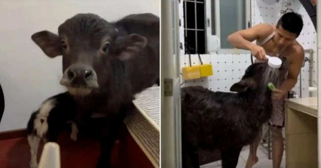 Chàng trai và chú nghé.