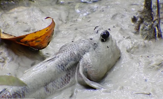 Ảnh cắt từ clip.