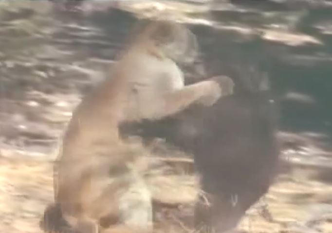 Ảnh cắt từ clip.