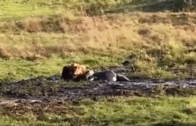 Sư tử hạ sát linh dương đầu bò.