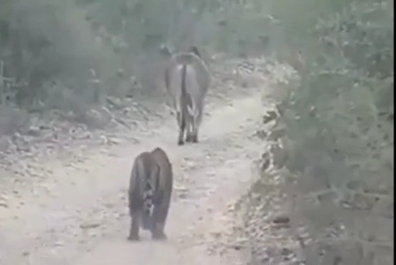 Ảnh cắt từ clip.