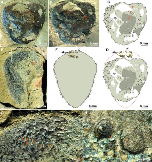 Sinh vật lạ 500 triệu tuổi ở Vân Nam - Trung Quốc bị bao trùm bởi "ảo ảnh hóa thạch", khiến các nhà khoa học tưởng lầm nó là một loài khác