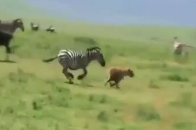 Ảnh cắt từ clip.