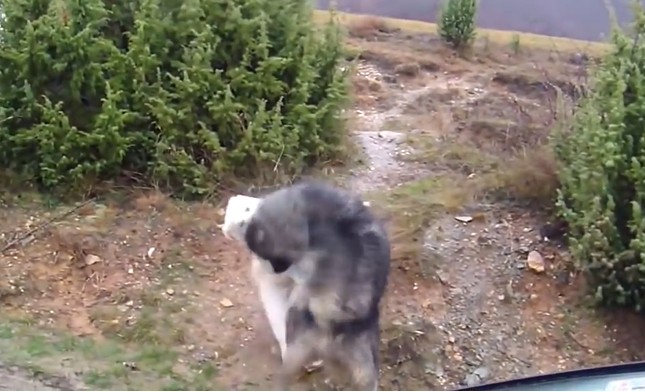 Ảnh cắt từ clip.