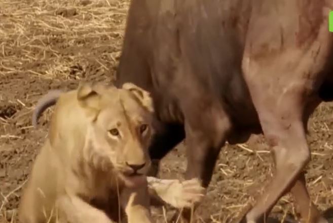 Ảnh cắt từ clip.