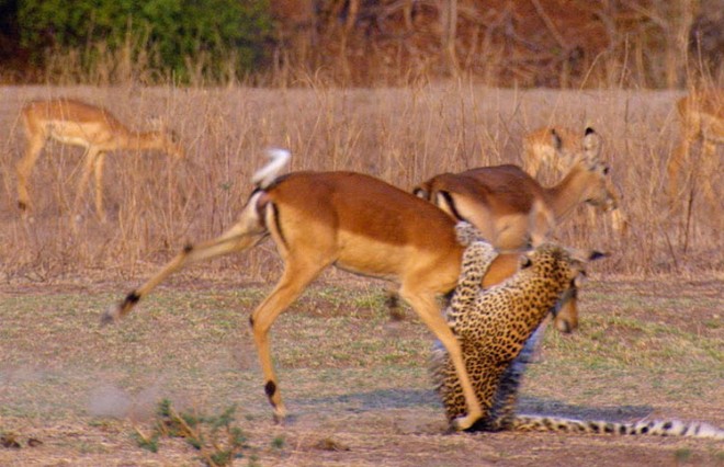 Ảnh cắt từ clip.