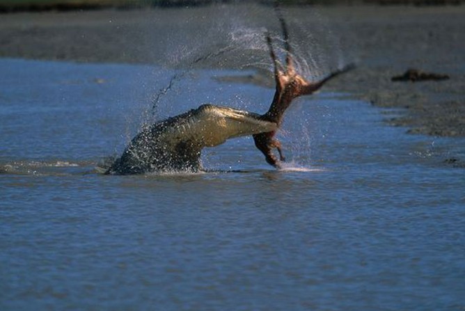 Ảnh cắt từ clip.