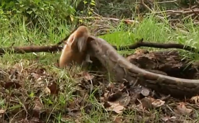 Ảnh cắt từ clip.