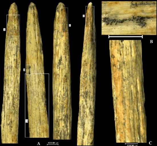 Mũi giáo xương được tìm thấy ở Nga, chụp theo các góc độ khác nhau - Ảnh: Journal of Archaeological Science