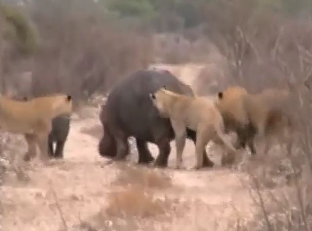 Ảnh cắt từ clip.