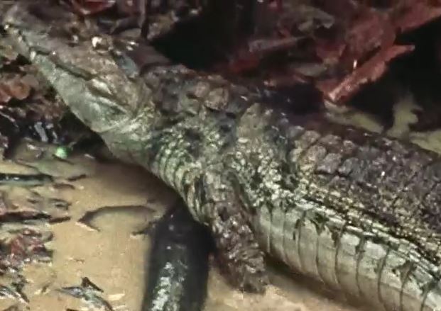 Ảnh cắt từ clip.