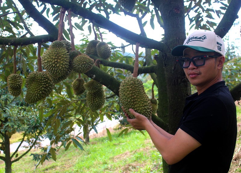 Sầu riêng Đam Rông đang vào vụ.