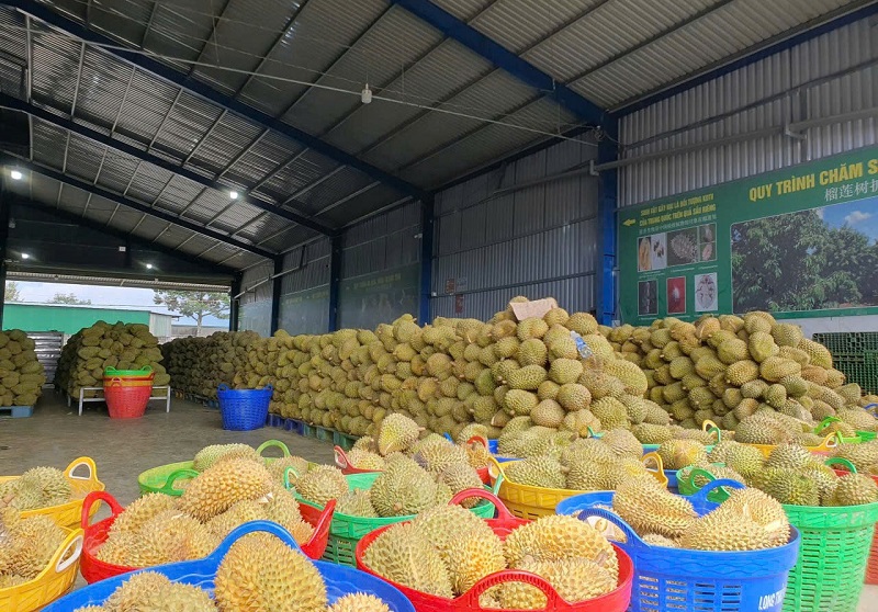 Nhãn hiệu chứng nhận là "con dấu vàng" bảo chứng cho uy tín, chất lượng của Sầu riêng Đam Rông.