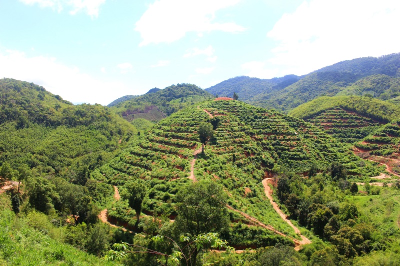 Những đồi sầu riêng hình bát úp.