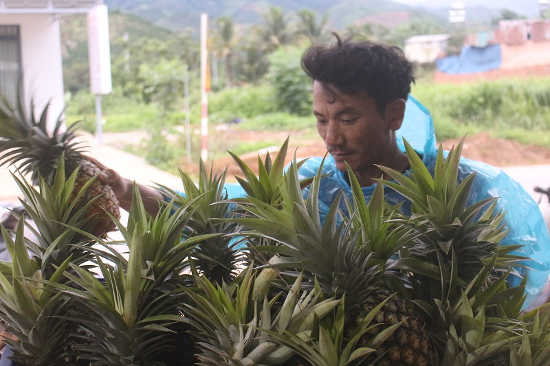 Nhiều hộ dân ở Đam Rông nhất là xã Rô Men đã chuyển đổi trồng thay thế những loại cây kém hiệu quả. 