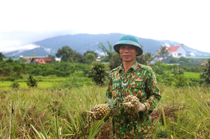 Ông Nguyễn Minh Thắng - Tổ trưởng Tổ hợp tác dứa Rô Men, thu hoạch dứa. 