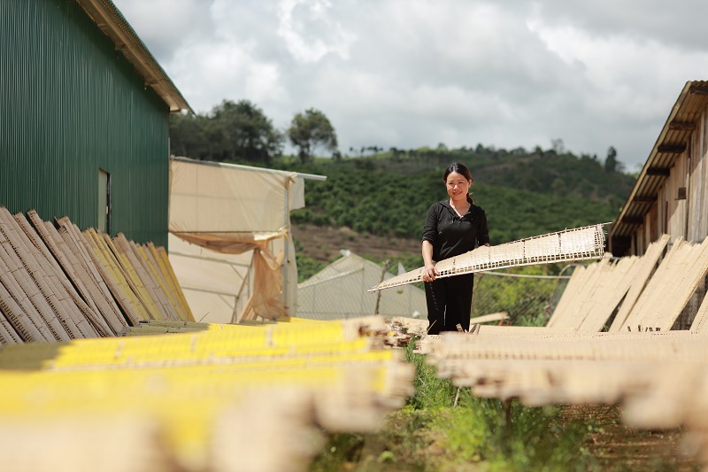 Bánh tráng làng Tày trong nắng mai.