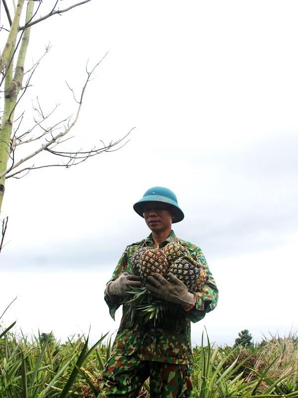 Người "gánh" Dứa mật Đam Rông vươn xa.